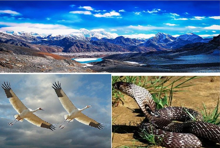 Earthquake Signal: Birds and animals understand the signs of earthquake, start doing such activities