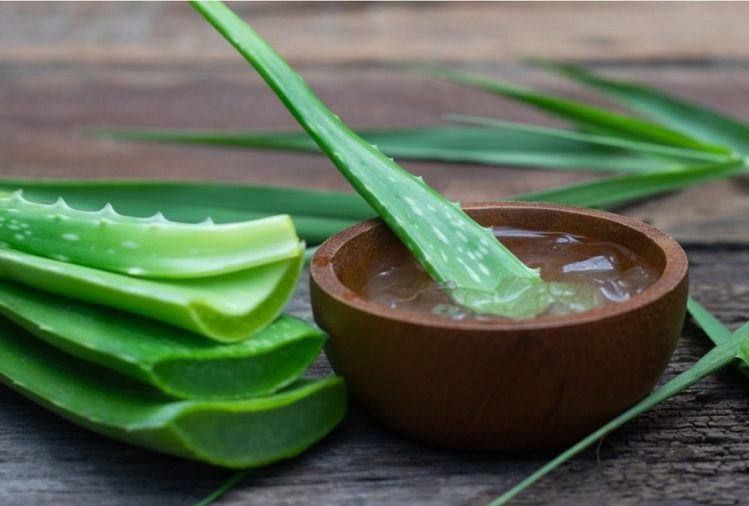 Hair Care Tips : Aloe vera gel is beneficial for hair