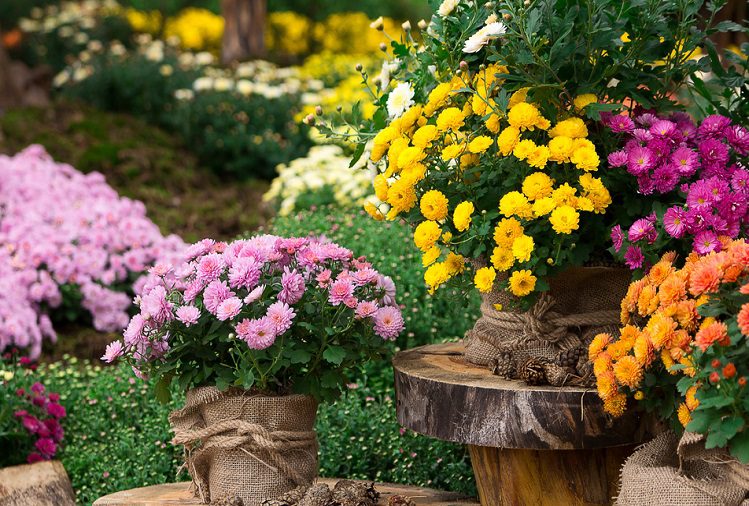 Vastu Tips : You also plant flowers in this direction, all work will be completed