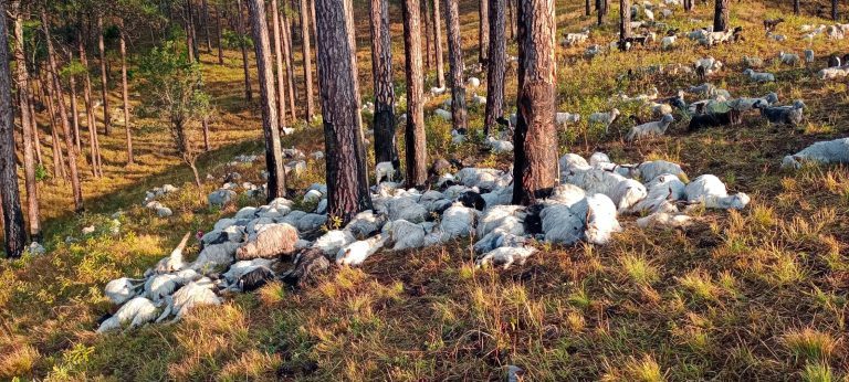 350 goats in Kaal's cheek due to lightning strike in Uttarkashi.
