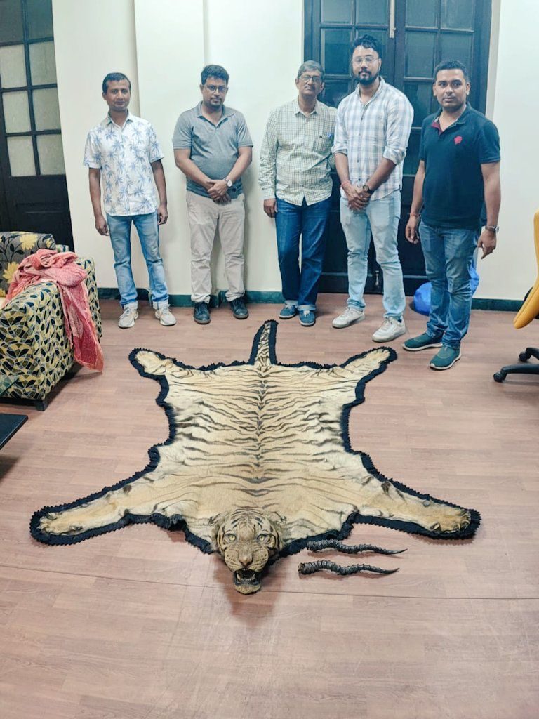 Royal Bengal Tiger Skin and pair of black buck antlers recovered by Kolkata customs