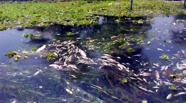 पवित्र काली