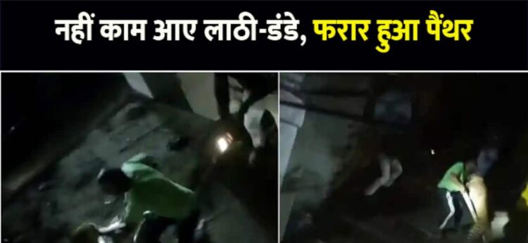 धौलपुर: लाठी-डंडे लेकर बैठे थे लोग, फिर भी चकमा देकर भागा छत पर बैठा पैंथर- Watch Video