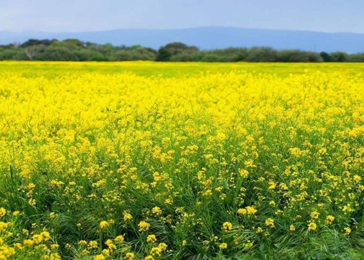 लगातार बढ़ रही सरसों की आवक; उठान कार्य धीमा, प्रशासन ने खरीद बंद रखने का लिया फैसला - Dainik Savera Times