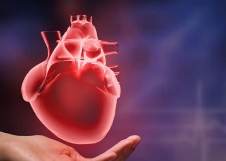 शारीरिक गतिविधियों में कमी के कारण बढ़ता है हृदय का आकार, एक्सपर्ट्स ने किया खुलासा