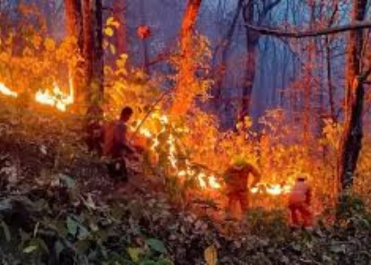 जंगल की आग ने घरों को किया राख, जिंदा जल गया मजदूर