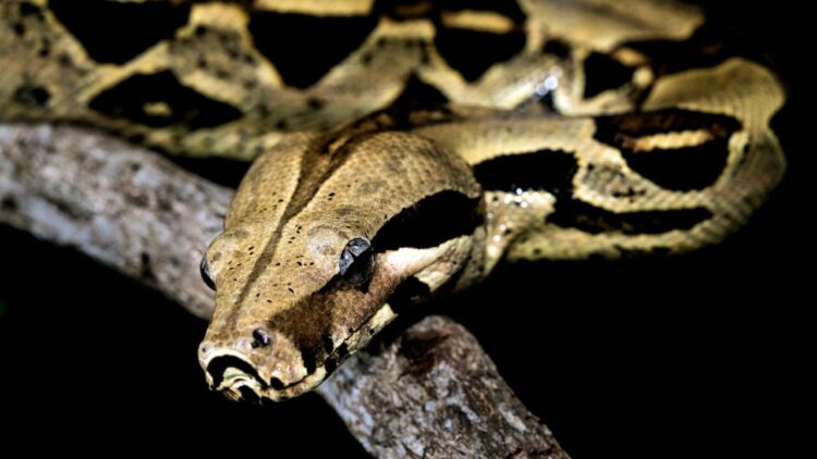 बिना किसी पार्टनर के प्रेग्नेंट हो गया Rainbow Boa अजगर,