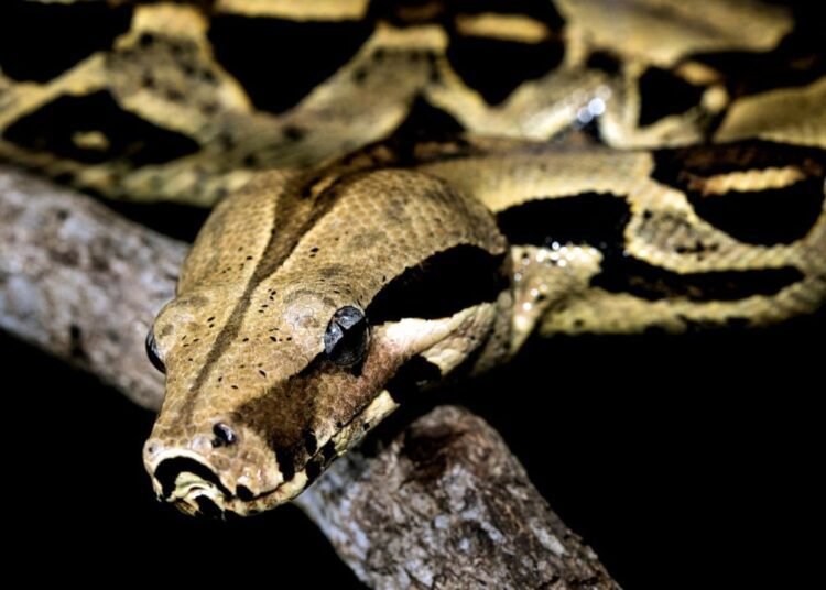 बिना किसी पार्टनर के प्रेग्नेंट हो गया Rainbow Boa अजगर,