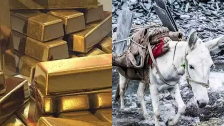 खच्चर पर लादकर चीन से ला रहे थे सोना, ITBP के जवानों ने 108 Kg गोल्ड ऐसे किया जब्त 1 खच्चर पर लादकर चीन से ला रहे थे सोना, ITBP के जवानों ने 108 Kg गोल्ड ऐसे किया जब्त