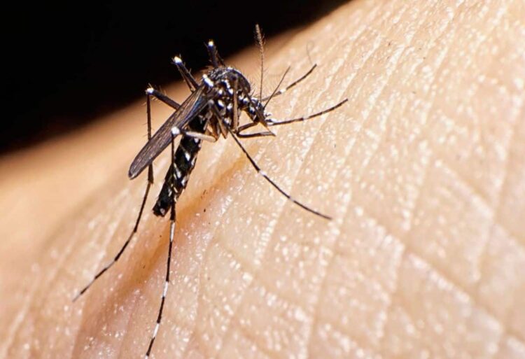 Dengue Mosquito: क्या ऐसा हो सकता है? इंसानों से भी होता है मच्छरों को डेंगू! डॉक्टर ने बताई खास बात
