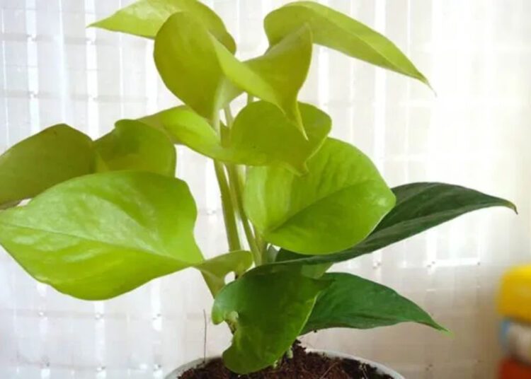 इस एक पौधे को घर में लगाने से खत्म हो जाएगी पैसों की तंगी, लेकिन ये 2 दिन ही हैं शुभ