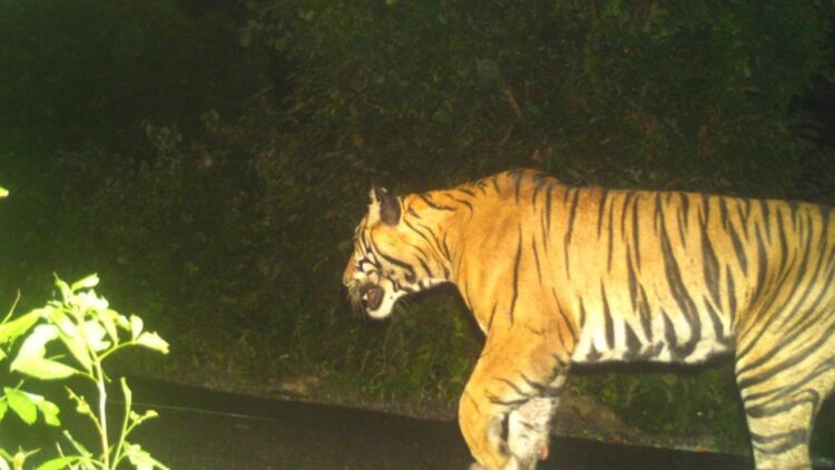 बहराइच में भेड़िया तो लखीमपुर खीरी में बाघ हुआ ‘आमदखोर’, ले ली एक और किसान की जान