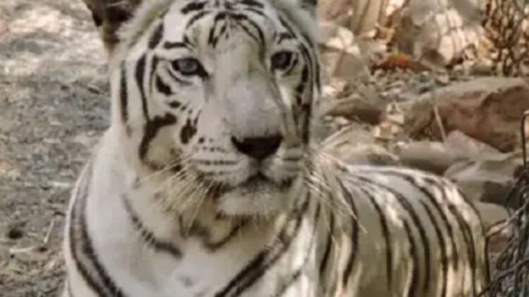 दो दिन पहले छोड़ दिया था खाना, काम नहीं कर रहे थे शरीर के अंग, बाड़े में मिला ‘रिद्धि’ का शव