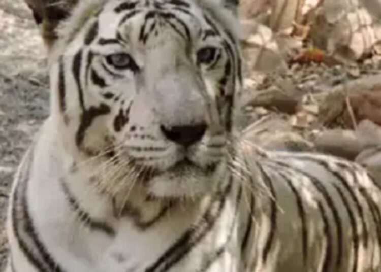 दो दिन पहले छोड़ दिया था खाना, काम नहीं कर रहे थे शरीर के अंग, बाड़े में मिला ‘रिद्धि’ का शव