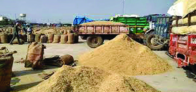 मंडियों में धान की आमद 100 लाख मीट्रिक टन से पार; 97 लाख मीट्रिक टन की हुई खरीद 1 कोटकपूरा में किसानों को राहत, धान का उठान शुरू