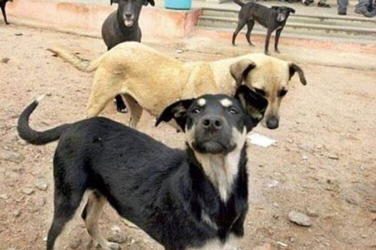 बाप ने कुतिया दो दी दर्दनाक मौत, पीटा, घसीटा, कुचला फिर जलाया, जानिए कारण 1 बाप ने कुतिया दो दी दर्दनाक मौत, पीटा, घसीटा, कुचला फिर जलाया, जानिए कारण