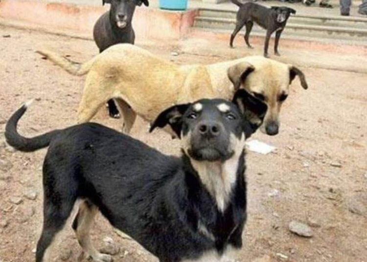 बाप ने कुतिया दो दी दर्दनाक मौत, पीटा, घसीटा, कुचला फिर जलाया, जानिए कारण