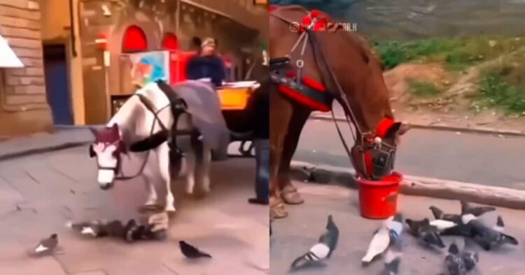 कभी देखी है कबतूर-घोड़े की दोस्ती? इंसानों से भी खास है ये याराना.. 1 कभी देखी है कबतूर-घोड़े की दोस्ती? इंसानों से भी खास है ये याराना..