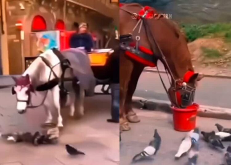 कभी देखी है कबतूर-घोड़े की दोस्ती?  इंसानों से भी खास है ये याराना..