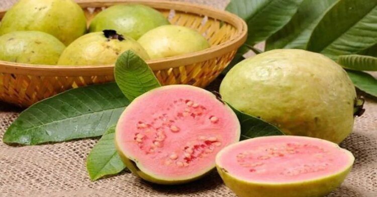 रोजाना खाएं हरे-भरे अमरूद, सेहत को मिलेंगे कई फायदे