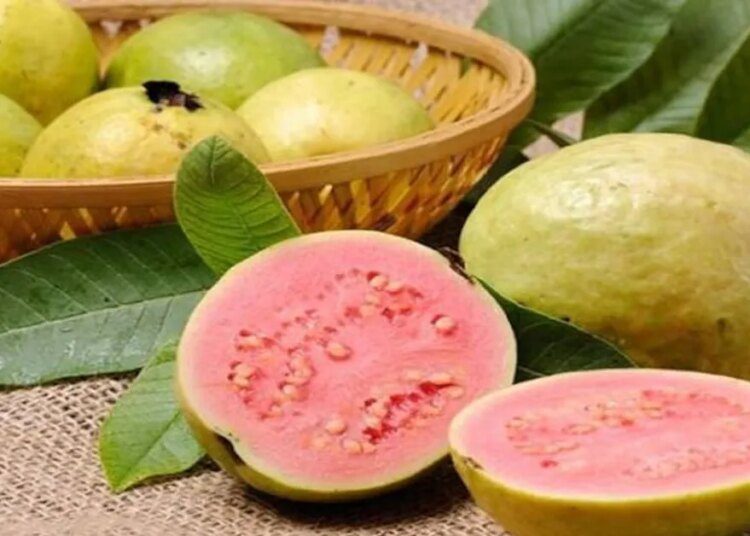 रोजाना खाएं हरे-भरे अमरूद, सेहत को मिलेंगे कई फायदे