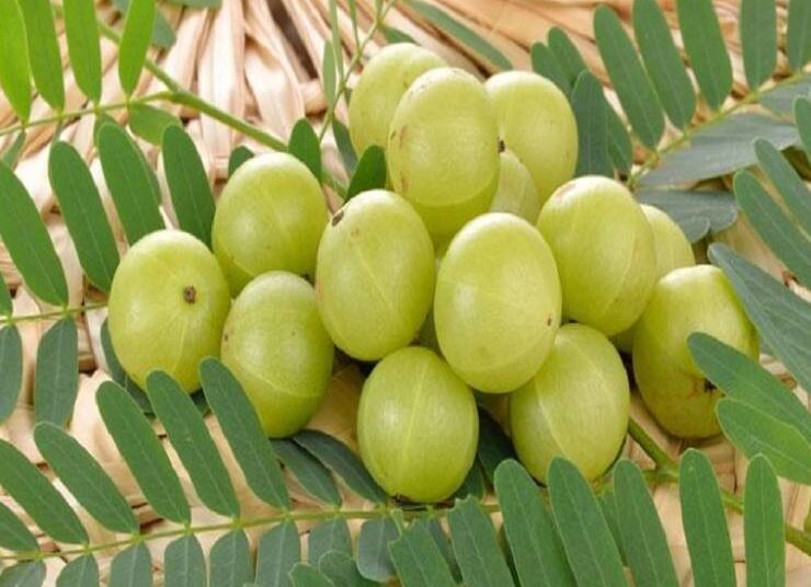 Amla Navami Recipes: आंवला नवमी की 3 स्पेशल रेसिपी, अभी नोट करे