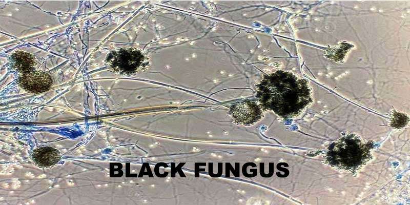 black fungal