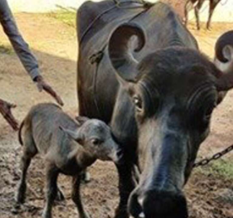First born 'test tube baby' buffalo in India