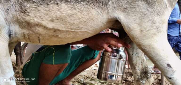 Coronavirus Immunity Donkey's Milk Sold For Rs 10,000 Per Litre In Maharashtra Hingoli