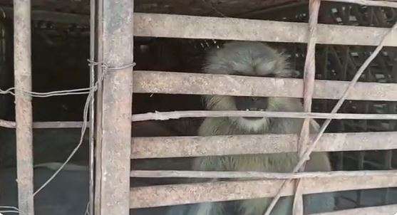 Forest Department Caught Two Monkeys Involved In Killing 80 Puppies, Terror Continued For Three Months