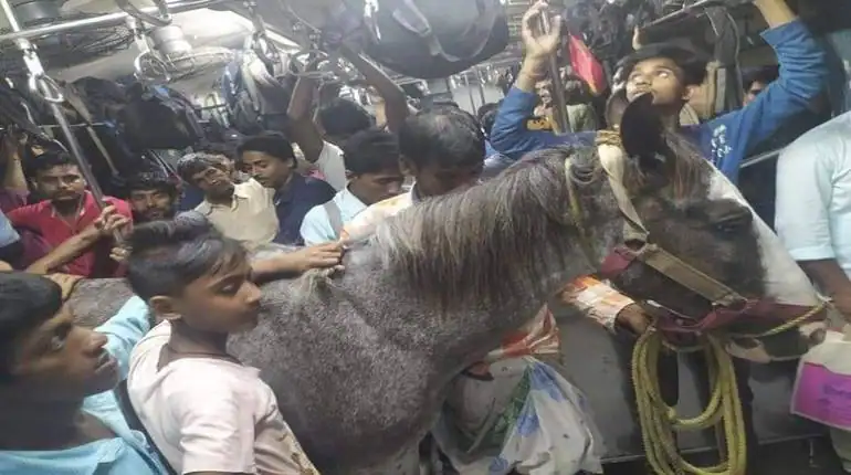 Horse in Local Train