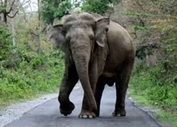 Elephants crushed four to death in Ranchi villages, 11 lives in the state in three days.