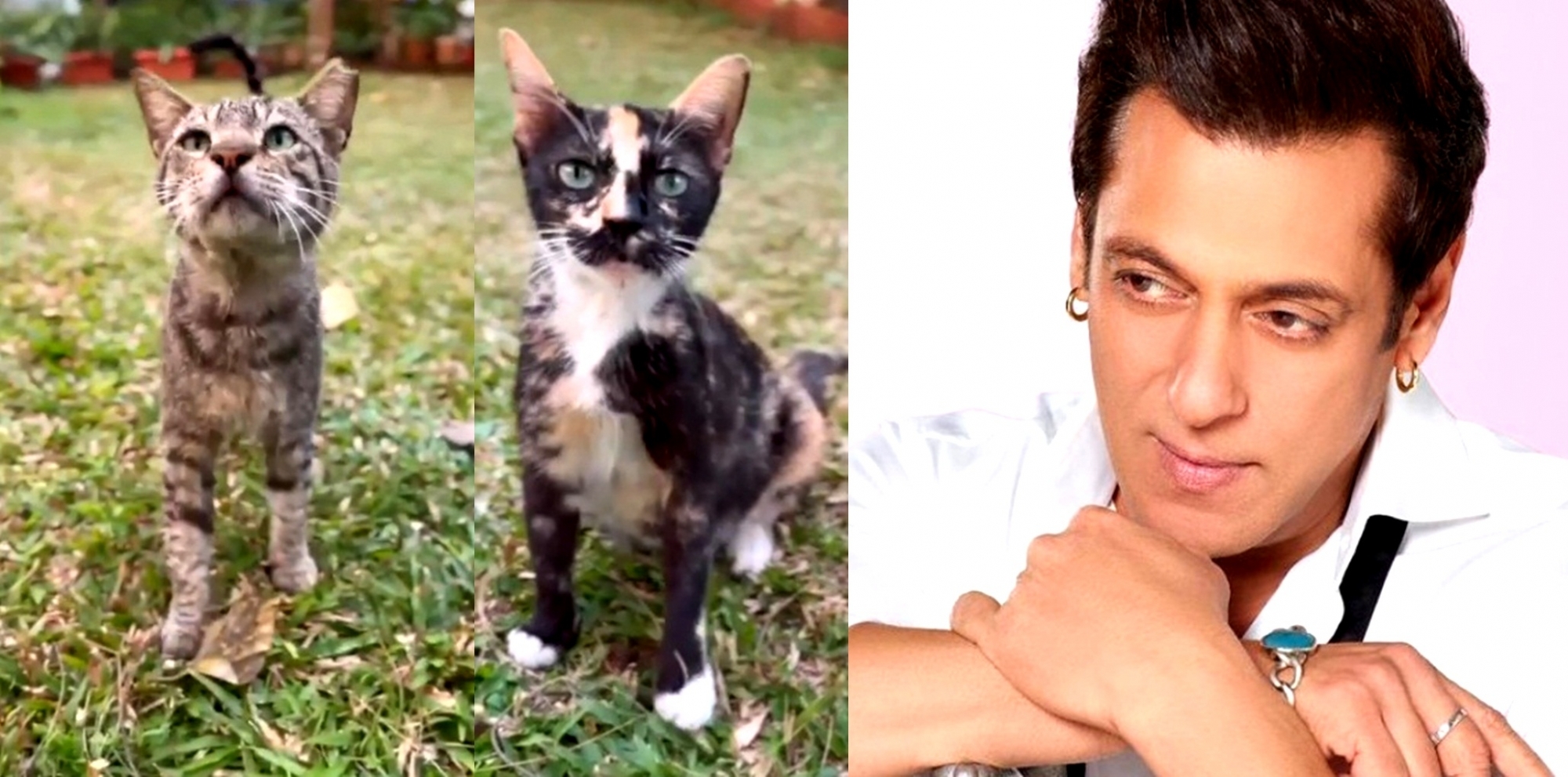 Salman Khan posts cat video leaving fans surprised, intrigued.(photo:instagram)