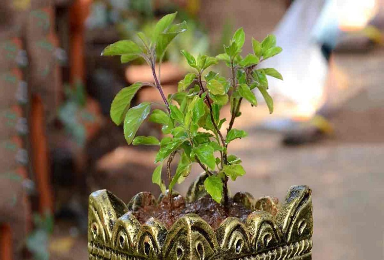 Astrology Tips: It is not a good thing if the Tulsi plant kept in the house dries up, it may happen to you too...