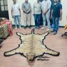 Royal Bengal Tiger Skin and pair of black buck antlers recovered by Kolkata customs