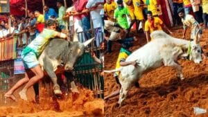 मदुरै अवनियापुरम जल्लीकट्टू के लिए तैयार, 1000 बैल लेंगे भाग