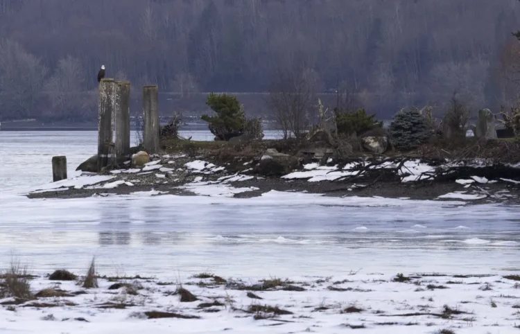 सिएटल में हाइपोथर्मिया से 5 लोगों की मौत