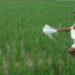 चुनाव से पहले किसानों पर मेहरबान मोदी सरकार, खाद पर देगी 24,420 करोड़ की सब्सिडी