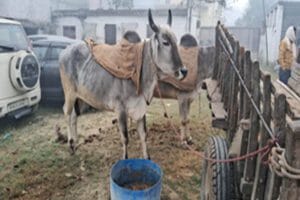 बिहार में पुलिस कस्टडी में 'बेजुबान', मालिक की याद में छोड़ा खाना-पीना