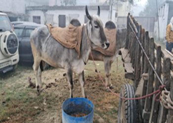 बिहार में पुलिस कस्टडी में 'बेजुबान', मालिक की याद में छोड़ा खाना-पीना