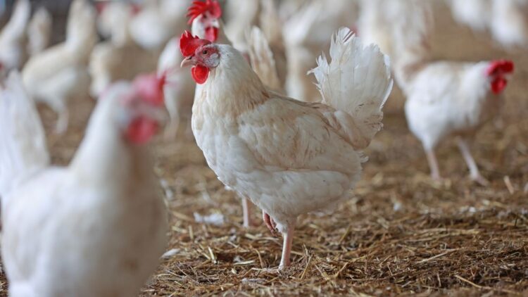 इस शहर में बर्ड फ्लू का खौफ, मारी गईं हजारों मुर्गियां