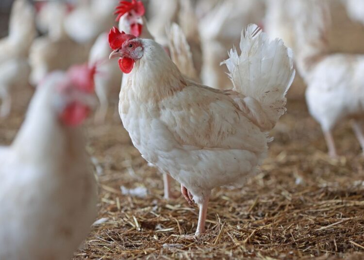 इस शहर में बर्ड फ्लू का खौफ, मारी गईं हजारों मुर्गियां