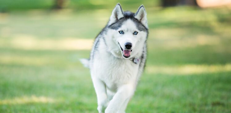 कुत्तो की 23 खूंखार नस्ल को केंद्र सरकार ने किया प्रतिबंधित, पिटबुल - मॉस्टिफ्स समेत ये ब्रीड शामिल