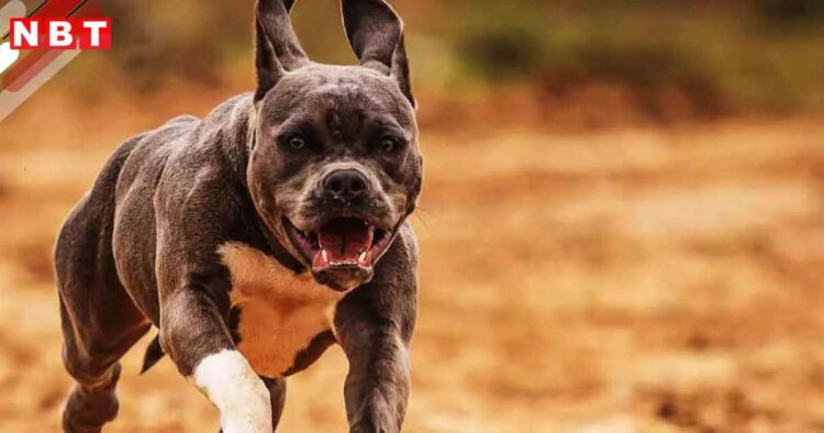 नहीं पाले जा सकेंगे पिटबुल समेत ये 24 विदेशी ब्रीड के डॉग, भारत सरकार ने लगाया बैन - indian government has banned pitbull and these 23 foreign breed dogs