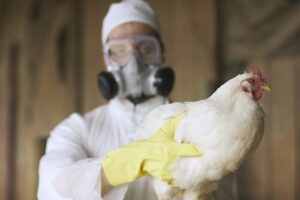 Bird Flu...कोरोना से भी खतरनाक बीमारी की दस्तक, ये हैं लक्षण, लग सकते हैं लाशों के अंबार