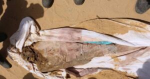 इजरायली सेना की काली करतूत आई सामने, सैकड़ों डेड बॉडी को जमीन में दफनाया,