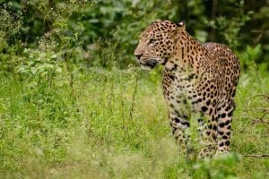 Leopard terror in Jharkhand: