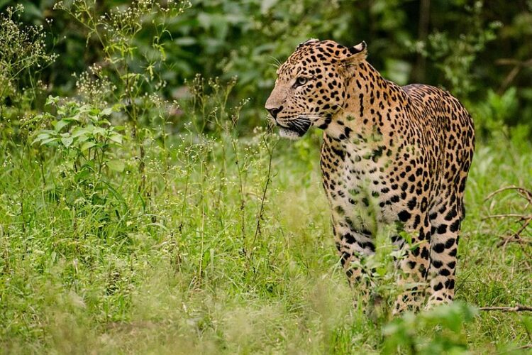 Leopard terror in Jharkhand:
