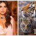 ‘टाइगर’ के जरिए जंगलों के रहस्यों को जानना शानदार अनुभव : Priyanka Chopra