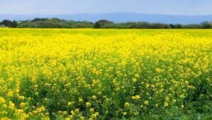 लगातार बढ़ रही सरसों की आवक; उठान कार्य धीमा, प्रशासन ने खरीद बंद रखने का लिया फैसला - Dainik Savera Times